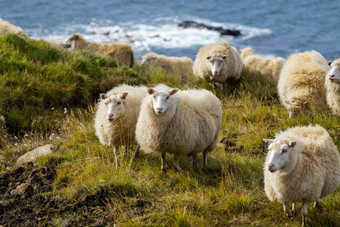 冰岛<strong>羊吃草</strong>山<strong>草</strong>地海洋海岸线集团国内动物纯清晰的自然生态清洁<strong>羊</strong>肉肉<strong>羊</strong>毛生产风景优美的区域冰岛
