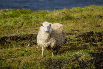 冰岛羊吃草山草地海洋海岸线集团国内动物纯清晰的自然生态清洁羊肉肉羊毛生产风景优美的区域