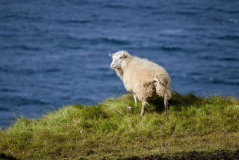 冰岛<strong>羊吃草</strong>山<strong>草</strong>地海洋海岸线集团国内动物纯清晰的自然生态清洁<strong>羊</strong>肉肉<strong>羊</strong>毛生产风景优美的区域