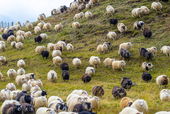 冰岛羊吃草山草地集团国内动物纯<strong>清晰</strong>的自然美丽的冰岛高地生态清洁羊肉肉羊毛生产<strong>风</strong>景优美的区域