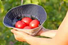 西红柿农民手自然绿色背景