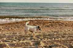小可爱的明亮的狗运行夏天海滩射线明亮的太阳