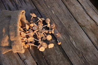 宏照片蘑菇收集布袋说谎木表格