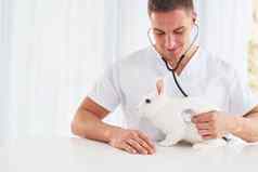 听诊器年轻的veterinatian在室内兔子概念医疗保健