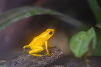 金飞镖青蛙phyllobates特里比利斯