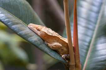 睫毛壁虎科勒洛弗斯ciliatus