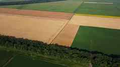 农业字段场成熟的小麦农业作物