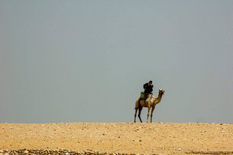 骆驼司机