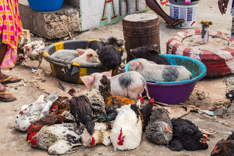 传统的市场小动物鸡小猪角海岸岛圣地亚哥