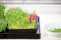 健康的食物概念日益增长的在盒子豌豆香菜剪刀碗减少在