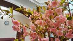 分支机构精致的春天粉红色的樱桃花朵背景白色天花板粉刷美丽的室内