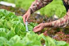 农民游标卡尺测量日益增长的有机蔬菜温室水培植物业务农业