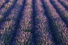 前视图紫罗兰色的盛开的薰衣草字段行灌木
