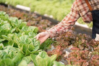 农民收获蔬菜水培法农场有机新鲜的蔬菜农民工作水培蔬菜花园温室