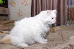 白色毛茸茸的猫蓝色的眼睛睡觉床上