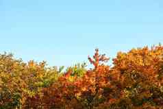 明亮彩色叶子秋天树上衣蓝色的天空空间文本秋天背景