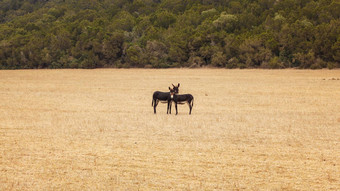 野生驴低干草卡尔帕斯北部塞浦路斯