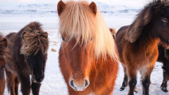 马冬天冰岛高地农村动物雪覆盖草地纯自然冰岛冻北景观冰岛马生态清洁区域