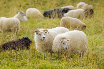 冰岛<strong>羊吃草</strong>山<strong>草</strong>地集团国内动物纯清晰的自然美丽的冰岛高地生态清洁<strong>羊</strong>肉肉<strong>羊</strong>毛生产风景优美的区域