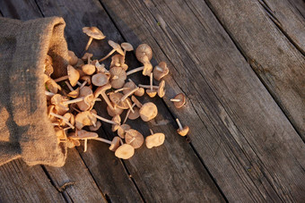 宏照片蘑菇收集布袋说谎木表格