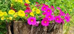 花宏花花园种植花花园色彩斑斓的春天花幼苗准备好了种植