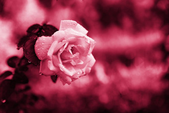 粉红色的玫瑰花模糊背景花园自然壁纸问候卡时尚的颜色一年还活着<strong>品红</strong>色的优雅的花完整的布鲁姆<strong>品红</strong>色的开花花园