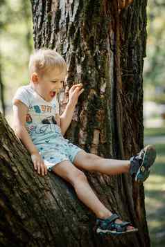 快乐的男孩攀爬大树探索自然快乐孩子玩公园好玩的孩子有趣的森林夏天一天