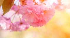 双樱桃花朵完整的布鲁姆树分支花蓝色的天空太阳照花
