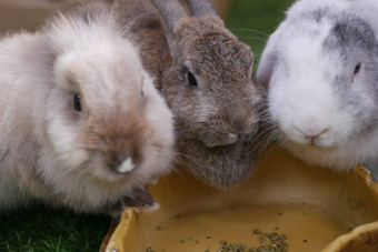 想知道兔子吃食物前视图