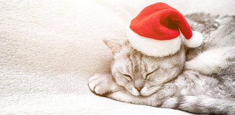 苏格兰直圣诞节猫<strong>红色</strong>的圣诞老人他睡觉白色毯子宠物圣诞节<strong>故事</strong>宠物