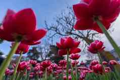 郁金香花床上粉红色的盛开的花天空树春天花