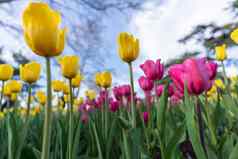 郁金香花床上黄色的粉红色的花天空树春天花