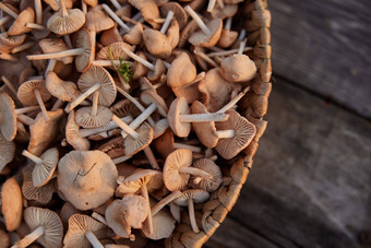 柳条篮子完整的可食用的蘑菇