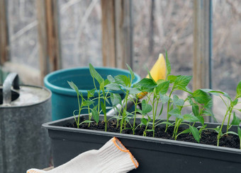 胡椒<strong>幼苗</strong>盒子年轻的绿色胡椒植物叶子日益增长的盒子温室在室内农业蔬菜日益增长的园艺概念