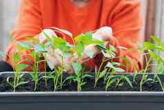 年轻的绿色胡椒植物叶子日益增长的盒子温室在室内概念农业蔬菜日益增长的园艺女手护理植物