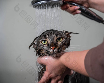 女人洗条纹灰色的猫淋浴