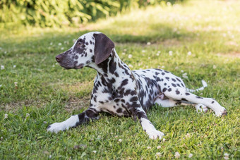 夏天肖像可爱的达尔马提亚狗棕色（的）点微笑纯种达尔马提亚宠物达尔马提亚克鲁拉电影狗谎言在户外草坪上阳光明媚的夏天