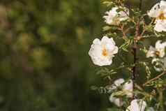 白色开花玫瑰花园美丽的白色玫瑰布什日益增长的花床上阳光明媚的夏天一天花背景浪漫幻想新鲜的自然复制空间