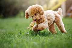 好玩的美丽的健康的年轻的贵宾犬运行阳光明媚的草地玩具橡胶鸡