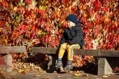孤独的可爱的男孩坐着板凳上背景明亮的红色的秋天叶子