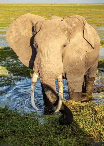 非洲布什大象学名Loxodonta非洲湿沼泽草浅湖关闭遇到Safari安博塞利公园肯尼亚