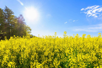 太阳射线黄色的油菜籽花油菜籽场石油作物开花了