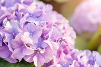 盛开的绣球花绣球花花温柔的香味脆弱的新鲜的温暖的粉红色的紫罗兰色的花瓣