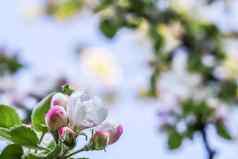 背景白色粉红色的花苹果树绿色叶子春天花园