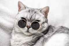 苏格兰直猫眼镜白色背景宠物