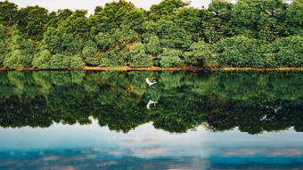 湖白色天鹅湖河水表面镜面反射夏天一天阳光明媚的森林