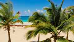 热带沙子海滩棕榈树阳光明媚的一天