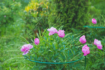 粉红色的牡丹花钻背景花园夏天花作文美丽的开花布什粉红色的双牡丹花朵花园