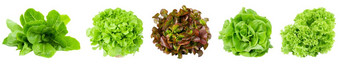 集新鲜的罗马生菜因为生菜红色的绿色oakleaf生菜蔬菜沙拉孤立的白色背景