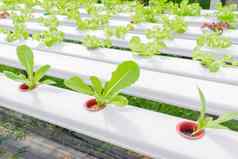 培养水培法绿色蔬菜农场
